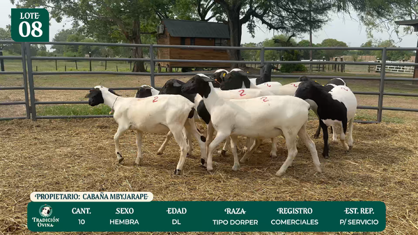 Lote LOTE 8 - POR PANTALLA
