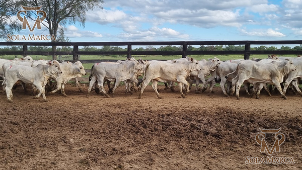 Lote Terneras CBO 2