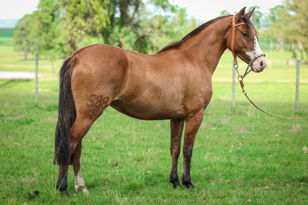 Lote Cinta Pampa 588 de La Casilla