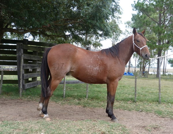 Lote LIBERADO ESCONDIDO