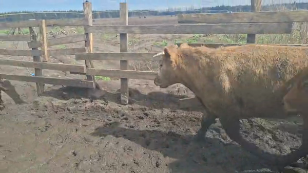 Lote 40 Novillo Gordo en Cabrero, VIII Región Biobío