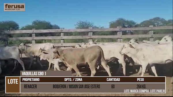 Lote LOTE 28 - 60 VAQUILLAS CBO 1