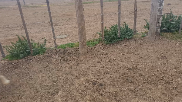 Lote 22 Terneros Holando Argentino en Seeber, Córdoba
