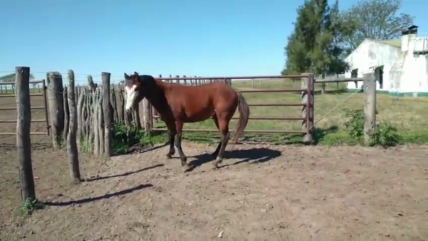 Lote 1 Padrillos en Corrientes, Curuzú-Cuatiá