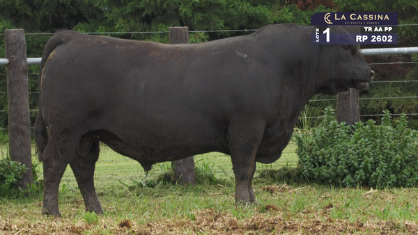 Lote TORO ABERDEEN ANGUS PURO PEDIGREE