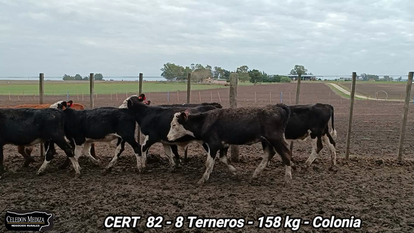 Lote 8 Terneros en Colonia