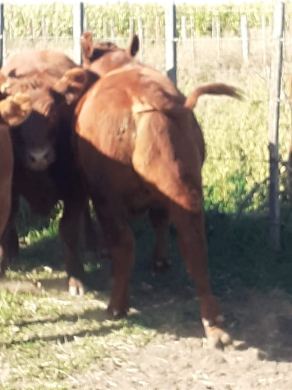 Lote 13 Terneros en Gral. Lamadrid, Buenos Aires