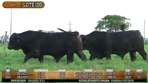 Lote LOTE 159