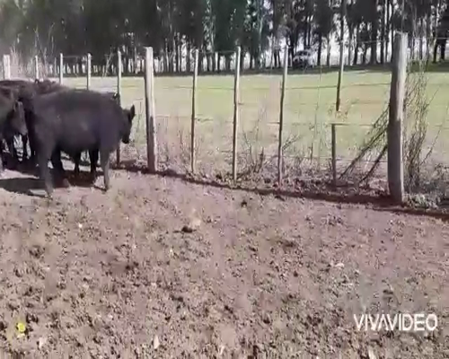 Lote 65 Terneros en Tapalqué, Buenos Aires