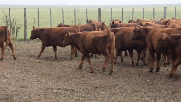 Lote 400 Terneros en Las Flores, Buenos Aires