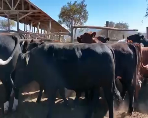 Lote 45 Novillo Gordo en Casablanca, V  Región Valparaíso