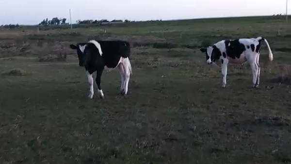 Lote 2 Terneros HOLANDO 220kg - , San José