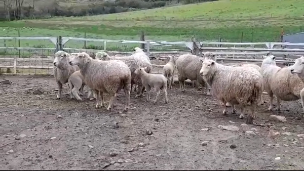 Lote (Vendido)18 Piezas de cría HIGHLANDER en BARKER