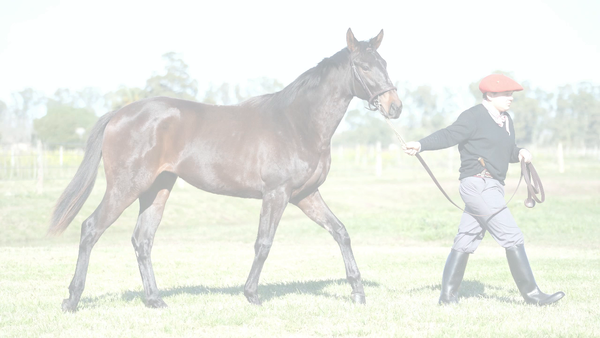 Lote PAULITA NIK (NICODEMUS -  PAULITA CHUCK)