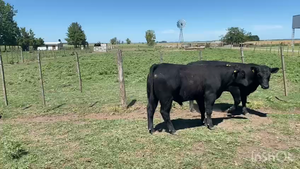 Lote 35 MEJ de invernar en Brandsen, Buenos Aires