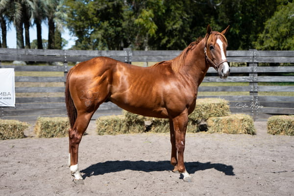 Lote NITRO CHAMPAGNE ONLY CACH T.E