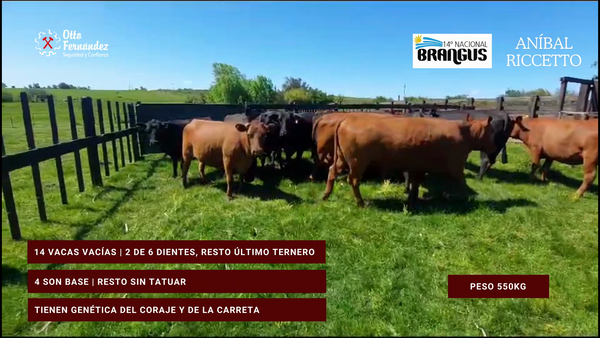 Lote Anibal Riccetto