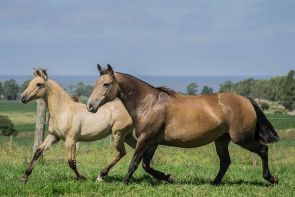 Lote CONSTANCIA LISONJA  1069