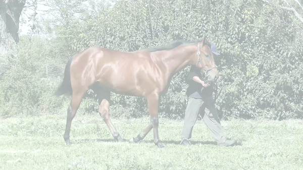 Lote MANI CHAU (MANIPULATOR -  MICHAUX)