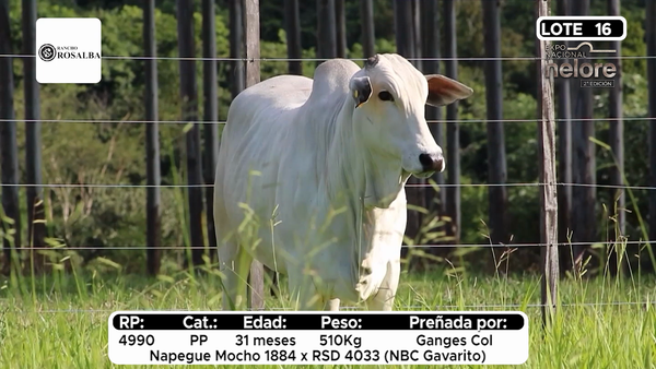 Lote Nacional Nelore Campo - Lote 16