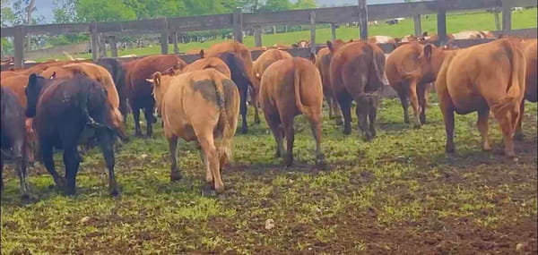 Lote 46 Vaquilla Engorda en XIV Región Los Ríos, Río Bueno