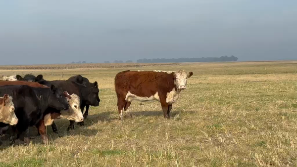 Lote 35 Vacas p/ invernar en Buenos Aires, Coronel Suarez