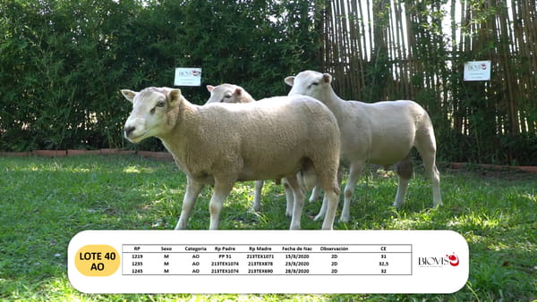 Lote Lote 40 - AO