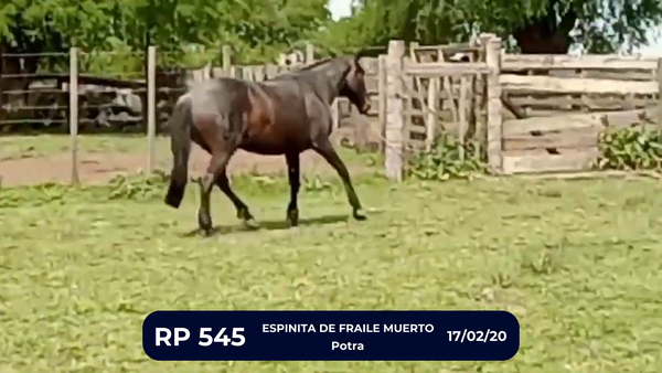 Lote ESPINITA DE FRAILE MUERTO