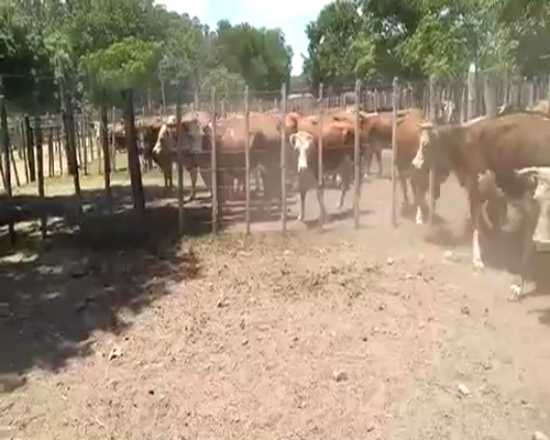 Lote 12 Vacas de Invernada en Cerro Largo, Cerro Largo