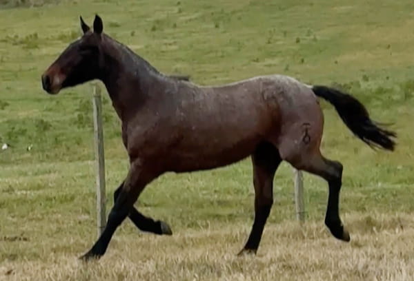 Lote ELITE EL TACUARAL