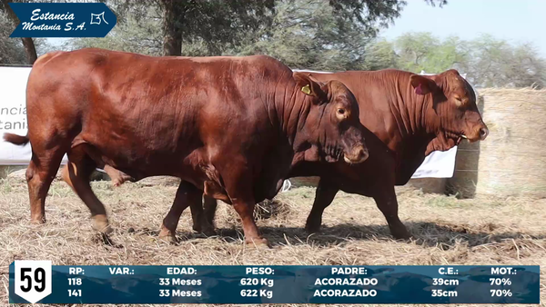 Lote LOTE 59