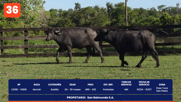 Lote LOTE 36