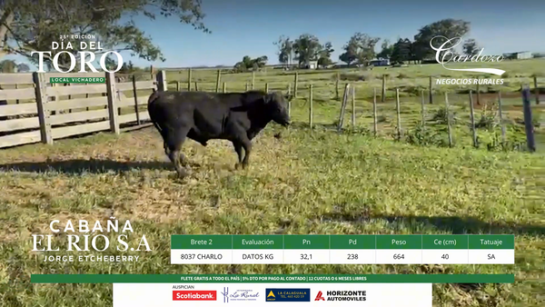 Lote El Rio Angus - Brete 2