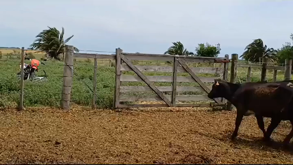 Lote (Vendido)8 Terneros HEREFORD/ HOLANDO - ANGUS/ HOLANDO 150kg -  en PIEDRA CHATA