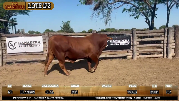 Lote LOTE 172