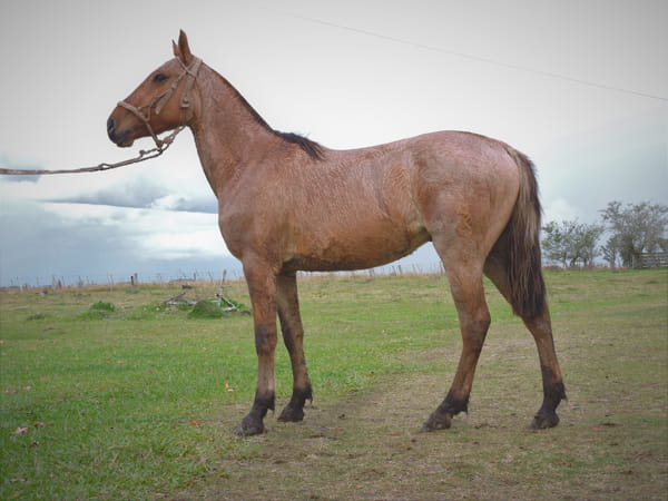 Lote RUSO EL TACUARAL - R.P. 344