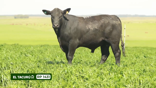 Lote El Tacurú