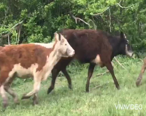 Lote 10 Terneras en Brandsen, Buenos Aires