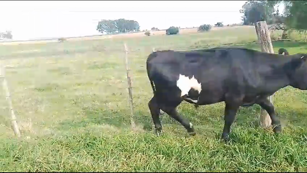 Lote (Vendido)10 Novillos AA en Radial km 66 R1