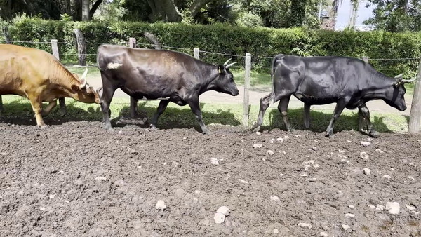  NOVILLOS MAS DE 3 AÑOS