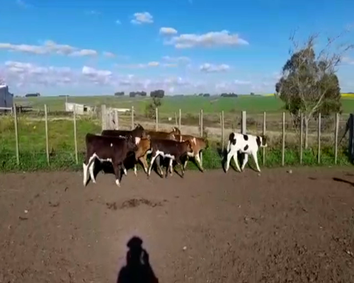 Lote (Vendido)7 Terneros Ho y Cruzas 95kg -  en RUTA 45