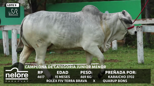 Lote LOTE 9 - BOZAL