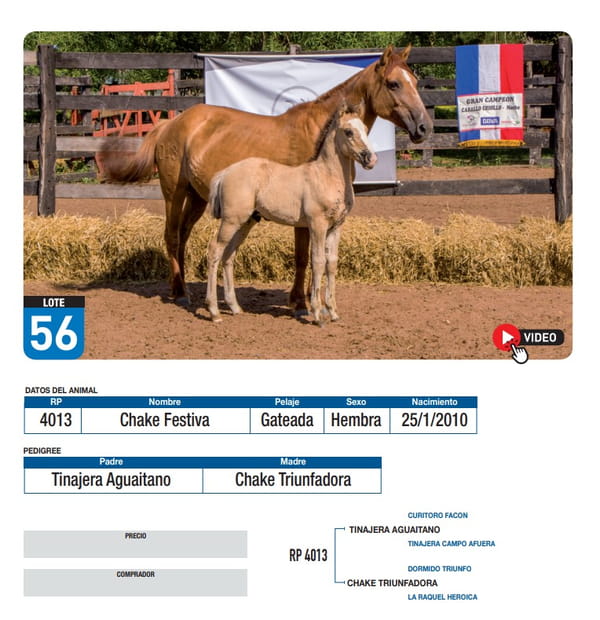 Lote Chake Festiva