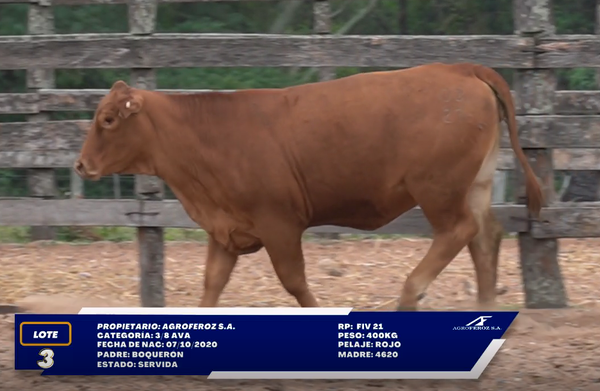 Lote LOTE 3