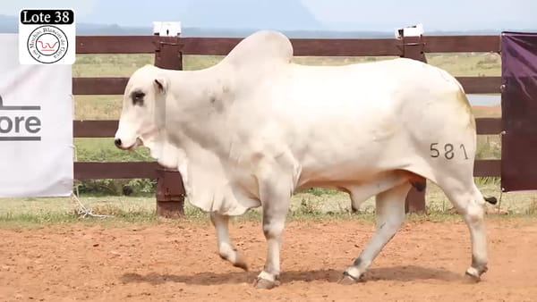 Lote LOTE 38