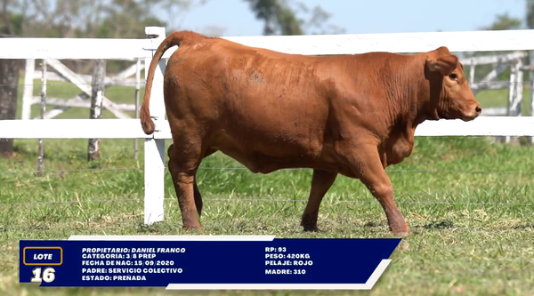 Lote LOTE 16