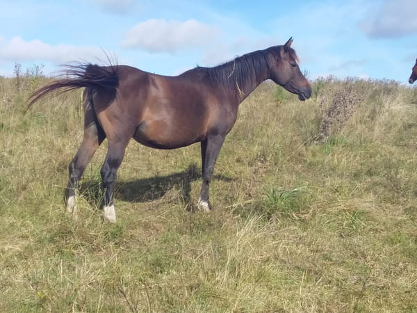 Lote 20 HDT Celestial Grace