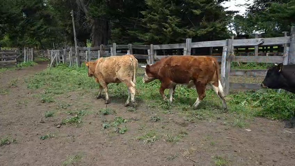 Lote 55 Novillo Engorda en Quillón, XVI Región Ñuble