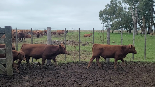 Lote 60 Terneros en Saladillo