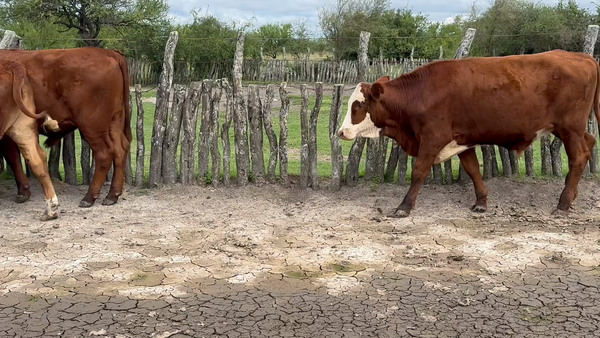 Lote 12 Novillos en Corrientes, Curuzu Cuatia